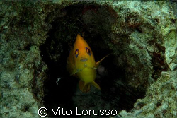Fishs by Vito Lorusso 